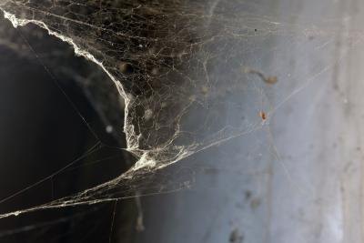 A cobweb in the corner of a basement. A cobweb in the corner of a basement.