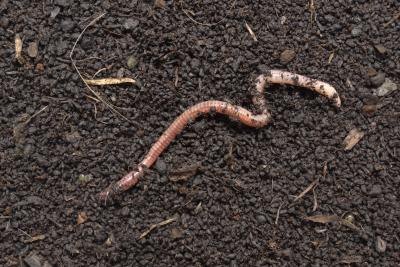 earthworm