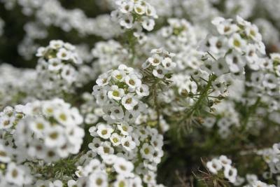 White alyssum flowers accent a pebble garden wonderfully.