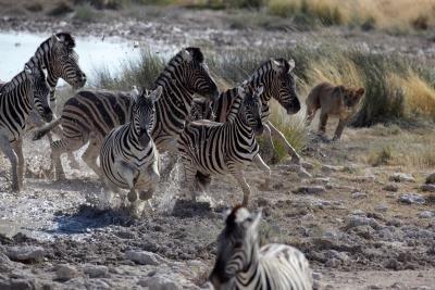 Lions ae a constant threat.