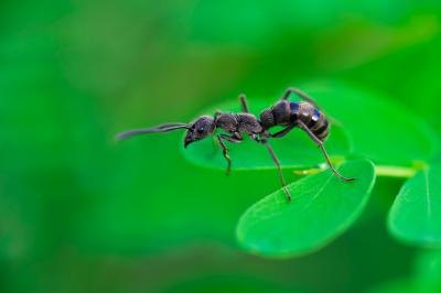 Types of Black Ants Types of Black Ants
