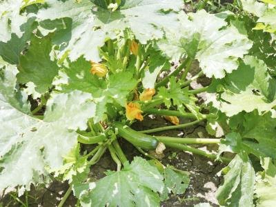 A green zucchini growing beneath the leaves in the garden.