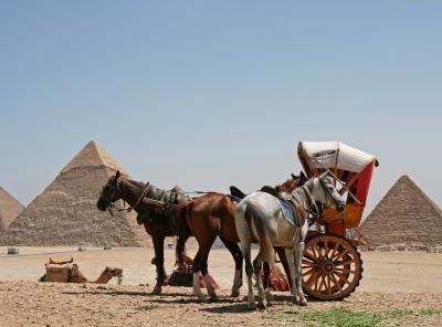 There are many different types of horses and carts all over the world.