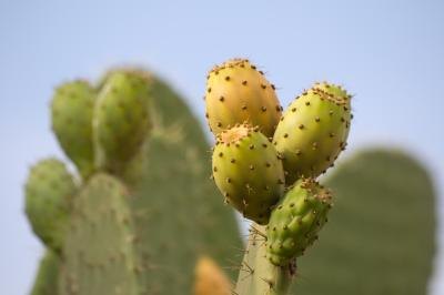 Fruit grows on a prickly pear cactus.