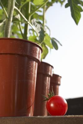 You can grow an entire vegetable garden in pots