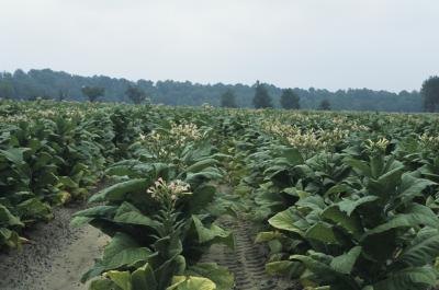 Tobacco field
