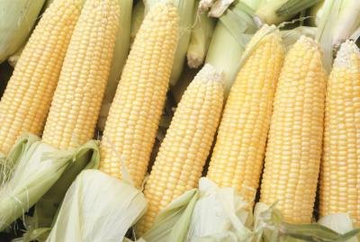 Seven cobs of freshly peeled yellow sweet corn.