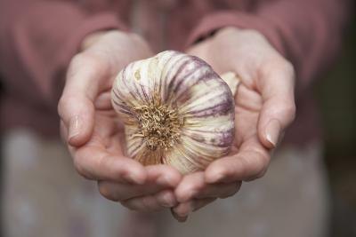 garlic