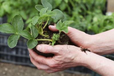 A gardner prepares strawberry seedling for planting
