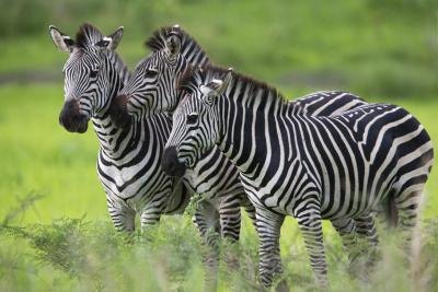 A zebra's size effects its speed.