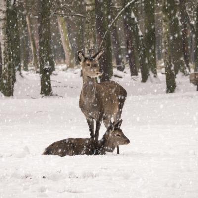 winter in the forest