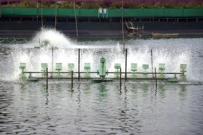 Shrimp pond