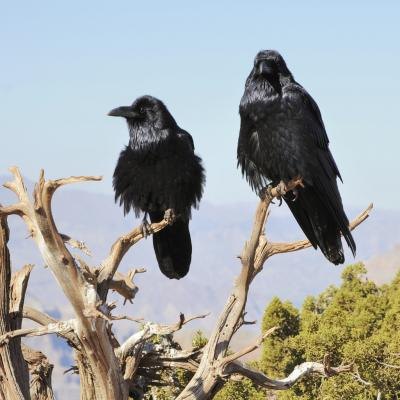 Two crows perched in a tree