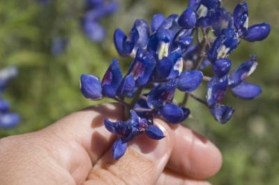 Thes flowers can be grown in pots.