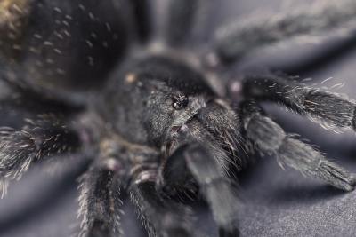 Black Tarantulas