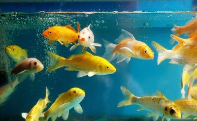 A clean aquarium filled with colorful goldfish.
