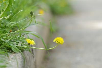 A close-up of a dandelion growing over the edge of a curb.