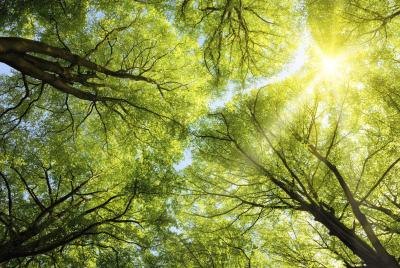 Trees provide us the oxygen that we breathe. Trees provide us the oxygen that we breathe.
