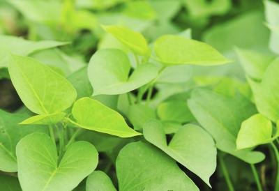 green sweet potato leaves