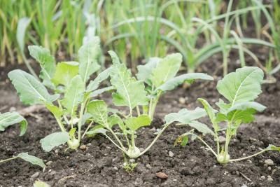 turnip plants