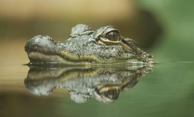 crocodile eyes peeking out of water