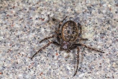 An American House Spider walks across concrete.