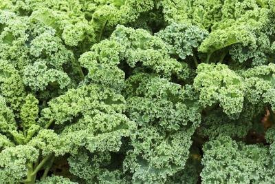 kale plants