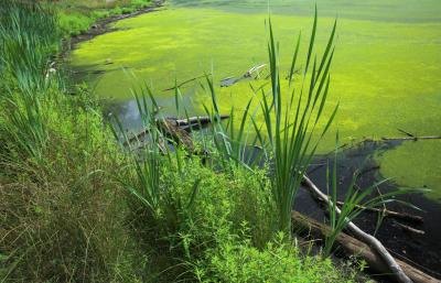 Lake covered in algae