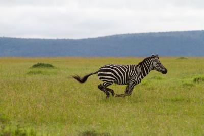 Zebras may reach speeds of 40 mph.