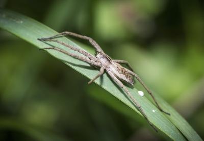 Large wolf spider on grass blade