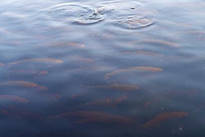 Swarm of trout being fed on top of water