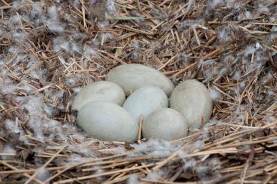 Birds begin their life inside an egg.