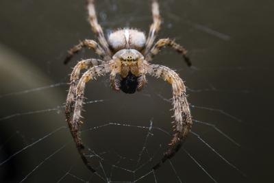 A close-up of an orb spider on a web.