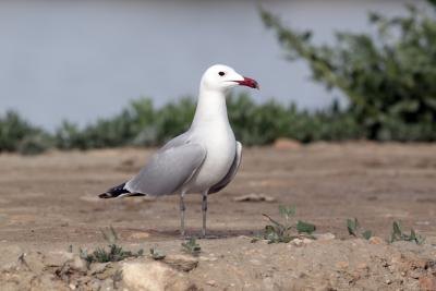 audouin's gull standing on dirt