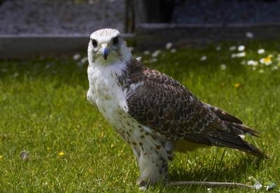 saker falcon standing in field