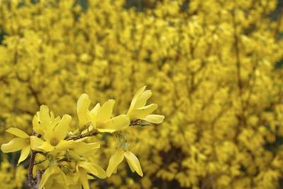 Forsythia can be grown into a dense hedge.