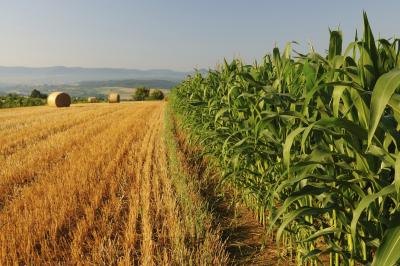 DNA is used in the genetic modification of plants.