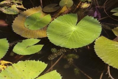 Chlorophyll is responsible for the green color in plants. Chlorophyll is responsible for the green color in plants.