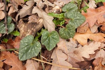 Close-up of Persian ivy leaves lying on the ground