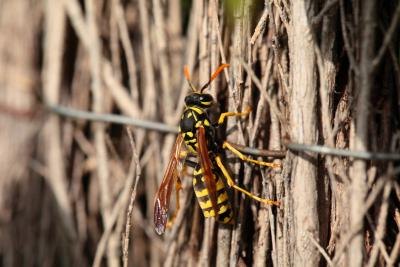yellow jack on pile of sticks