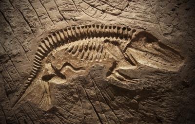 A dinosaur fossil.
