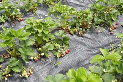 Field of strawberries with mulch