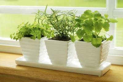 Plants perform anaerobic respiration.