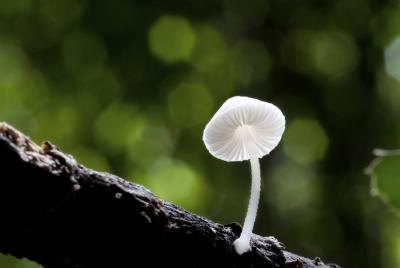 There are over 70,000 identified species of fungus. There are over 70,000 identified species of fungus.