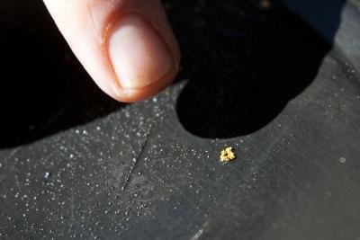 Flake of gold found while panning in creek