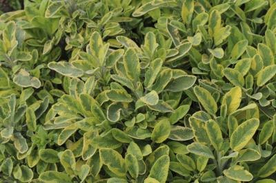 Evidence of sage’s medicinal properties and its effectiveness in inhibiting excessive sweating is provided by testimony of herbalists worldwide.