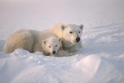 Polar bear and cub in snow bank Polar bear and cub in snow bank
