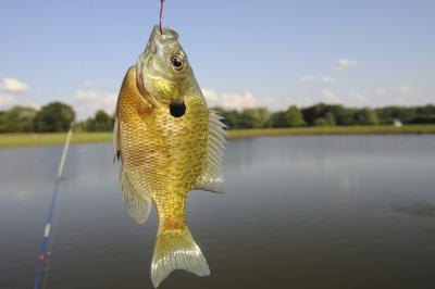Sunfish caught on fishing line