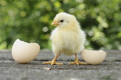 Check your incubator every eight hours when your eggs begin to hatch.