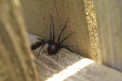 Black widow spider on wood